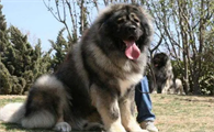 养高加索犬犯法吗