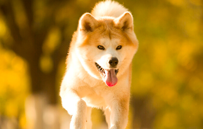 秋田犬是哪个国家的