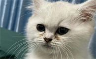 猫咪泪痕把毛染黄了怎么变白