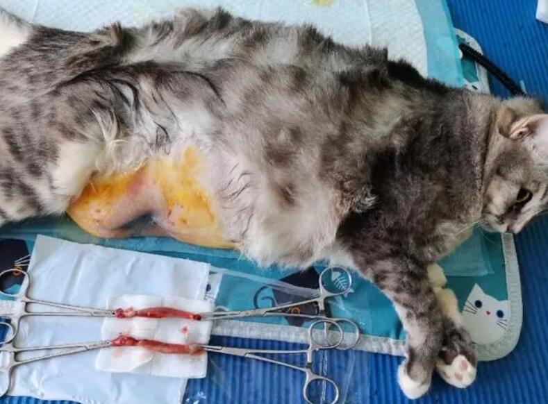 猫咪为啥会子宫出脓包呢 猫咪为啥会子宫出脓包呢