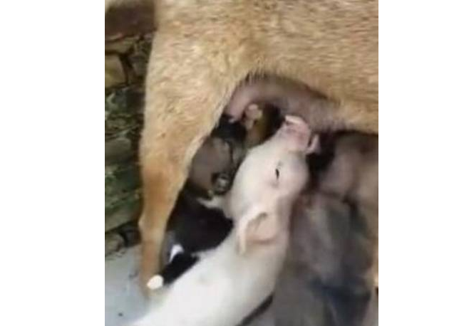 小猪混进狗群抢奶喝,一人占两奶,网友:被发现就惨了! 小猪混进狗群抢奶喝,一人占两奶,网友:被发现就惨了!
