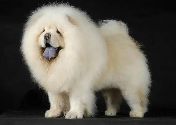 老年松狮犬临终前征兆 老年松狮犬临终前征兆