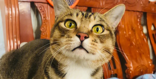 猫丢了是吉兆还是凶兆