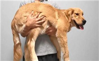 为什么狗狗不喜欢抱抱