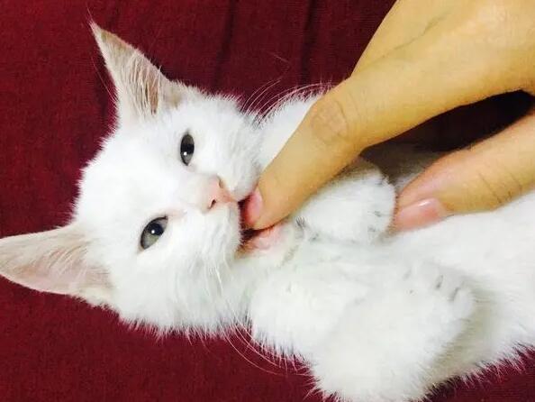 猫咪为什么晚上睡觉会咬人呢 猫咪为什么晚上睡觉会咬人呢