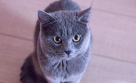 女蓝猫的名字要萌点的