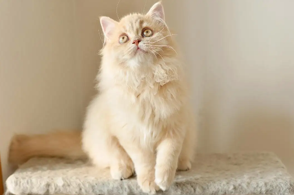苏格兰高地立耳猫