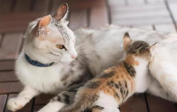 猫咪总是攻击小孩是为什么原因