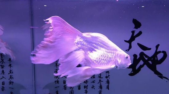 蝴蝶鲤尾巴有血丝用什么药 蝴蝶鲤尾巴有血丝用什么药