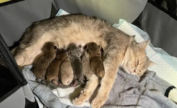 猫咪生产中途睡着了