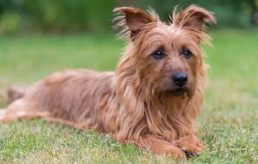 澳大利亚梗垂耳犬