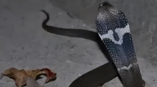 福建一7旬大爷徒手抓眼镜蛇,差点截肢,蛇泡酒蛇不死? 福建一7旬大爷徒手抓眼镜蛇,差点截肢,蛇泡酒蛇不死?