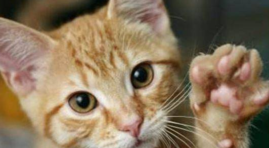 猫咪为什么会得猫抓病