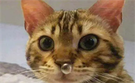 猫咪感冒打喷嚏流鼻涕能自愈吗
