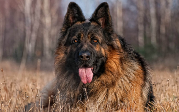黑西德牧羊犬简介