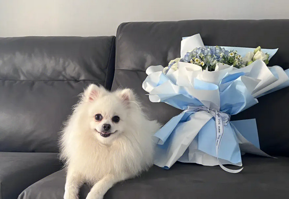博美狗狗怎么训练才听话呢 博美狗狗怎么训练才听话呢