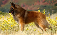 比利时牧羊犬幼犬怎么喂？你学会了吗？