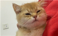 猫咪肠胃炎吐黄水怎么办