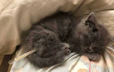 猫咪疑似发烧但精神很好