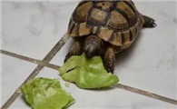 乌龟喜欢吃馍吗