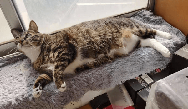 带你了解,隔着裤子被猫抓有事吗? 带你了解,隔着裤子被猫抓有事吗?