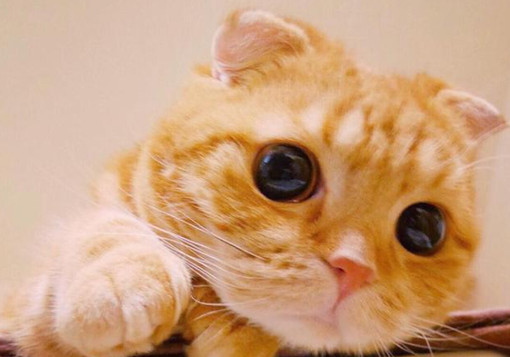 猫丢失了最有效方法找回来 猫丢失了最有效方法找回来