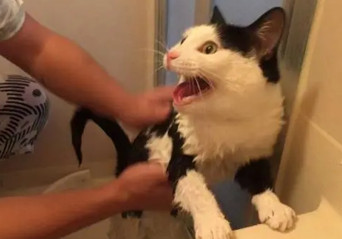 猫被打了一顿性格变了
