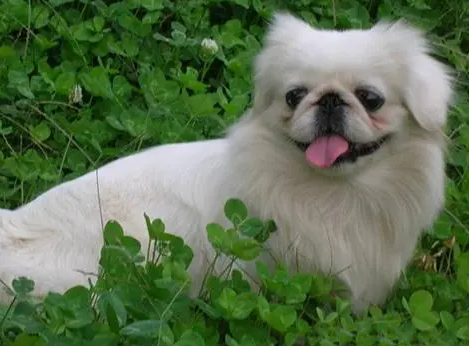 京巴犬在哪里买