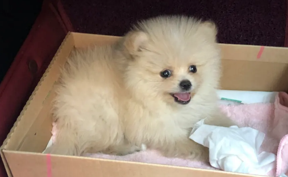 我想把博美打死 暴打博美犬视频 我想把博美打死 暴打博美犬视频