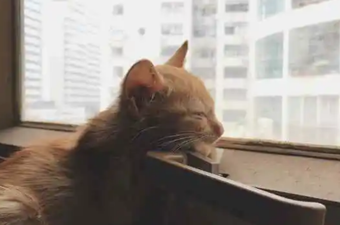 为什么猫咪老是盯着窗外