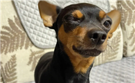 小鹿犬幼犬怎么补钙？从小补钙很重要