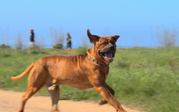 土佐犬多少钱一只