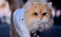 bilibili邓峰猫猫什么品种