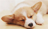 狗狗发烧怎么退烧最快