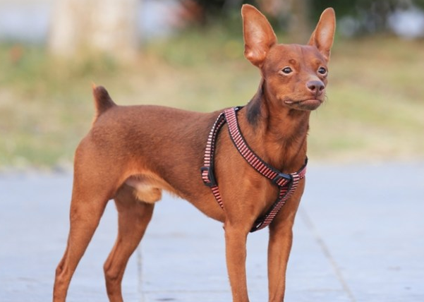 小鹿犬的特点是什么？想养的看过来
