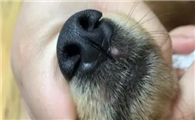 狗狗鼻子上边龟裂了用什么药