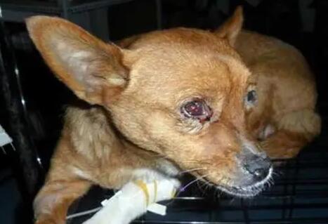 犬瘟三个阶段的症状
