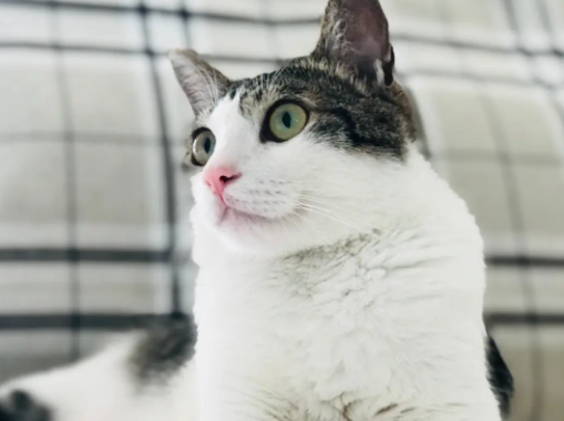 狸花猫和白猫杂交图片