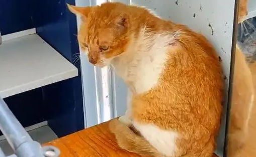 救助容易安置难,被伤害过的流浪猫,愿今后它能被世界温柔以待 救助容易安置难,被伤害过的流浪猫,愿今后它能被世界温柔以待