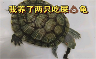 吃粪龟有几种