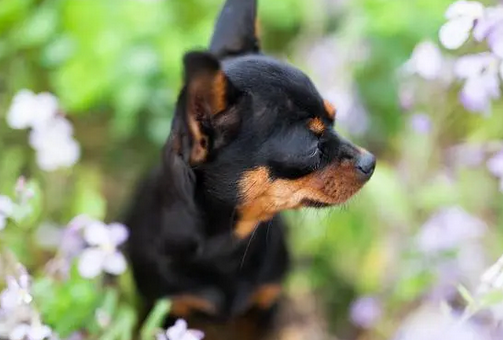 小鹿犬有几岁智商