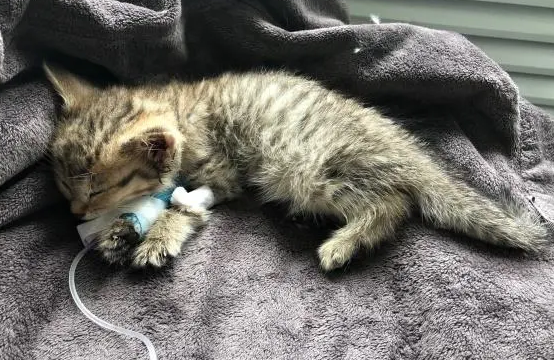 猫后腿无力是猫瘟
