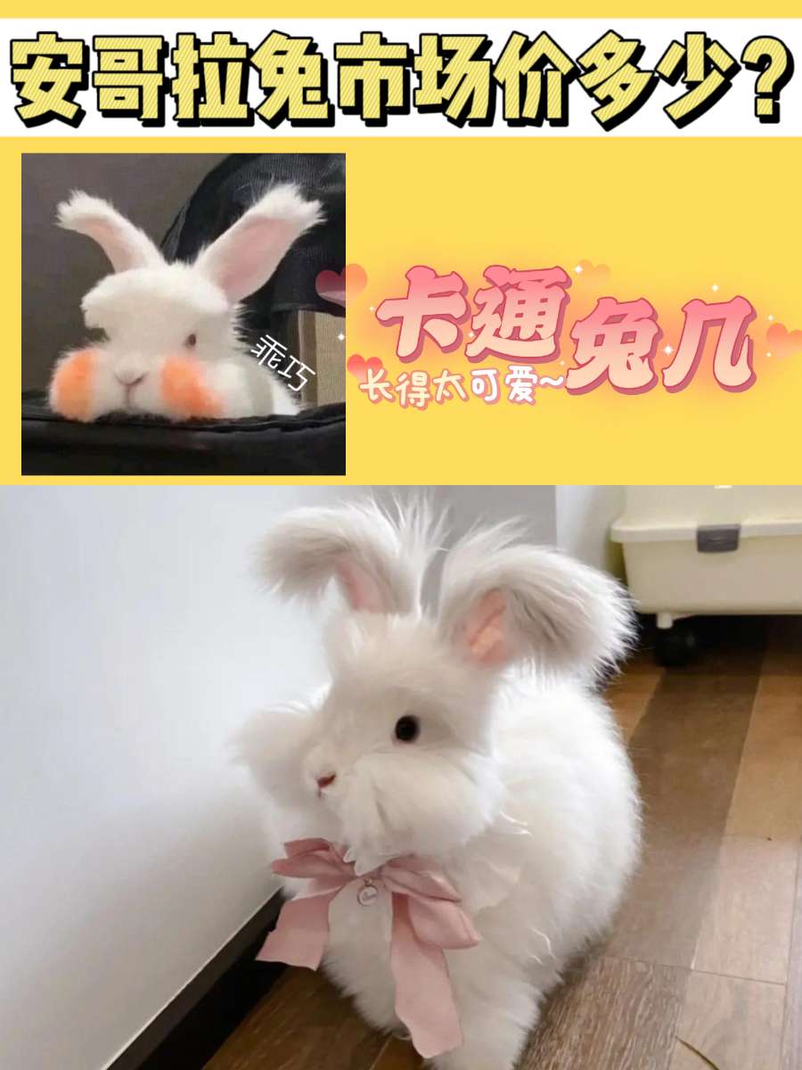 安哥拉兔市场价多少？长得很卡通有没有？