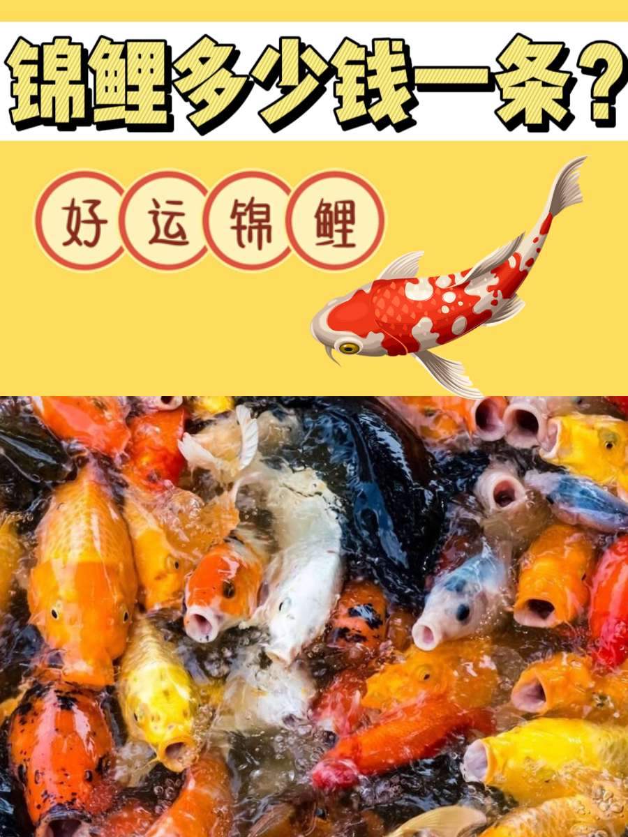 锦鲤多少钱一条？象征好运的宠物赶紧安排上