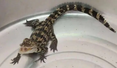 迷你鳄鱼宠物好养吗 迷你鳄鱼宠物好养吗