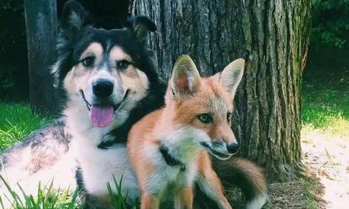 狐狸样子的狗叫什么