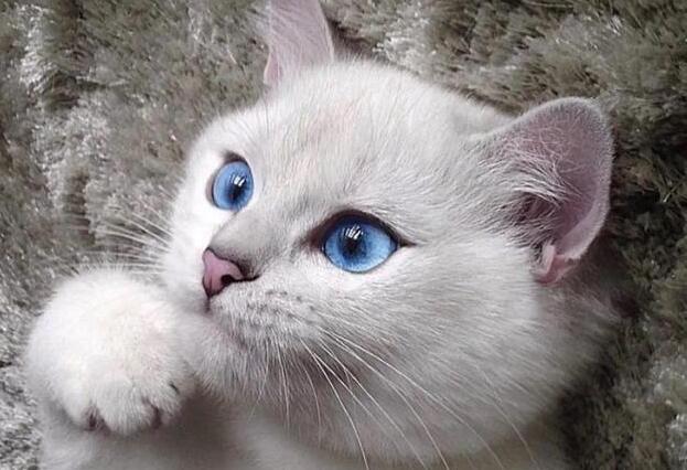 猫咪眼睛比较亮是为什么呢