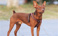 小鹿犬的特点是什么？想养的看过来