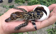 宠物鳄鱼苗哪里有卖