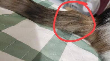 猫尾巴末端摸着好像断了 猫尾巴末端摸着好像断了